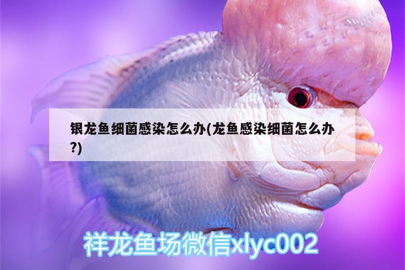 銀龍魚細菌感染怎么辦(龍魚感染細菌怎么辦?)