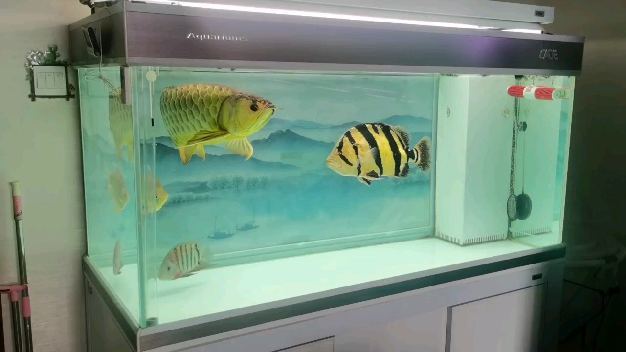 一米龍