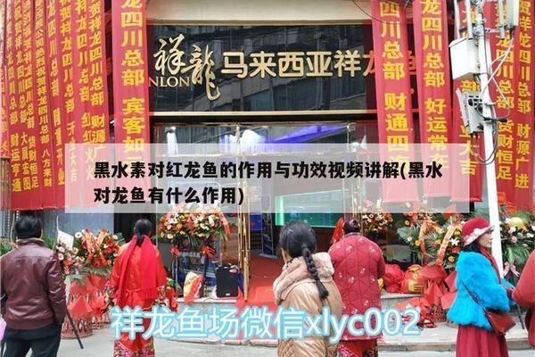 黑水素對紅龍魚的作用：紅龍魚最佳水質參數，黑水素使用注意事項,如何保持魚缸水質穩定