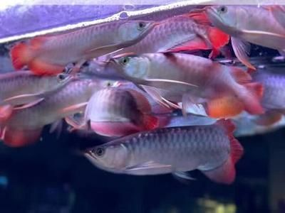 黑水素對紅龍魚的作用：紅龍魚最佳水質參數，黑水素使用注意事項,如何保持魚缸水質穩定