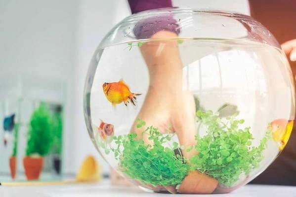 邱縣百卉水族門市（邱縣百卉水族門市電話）