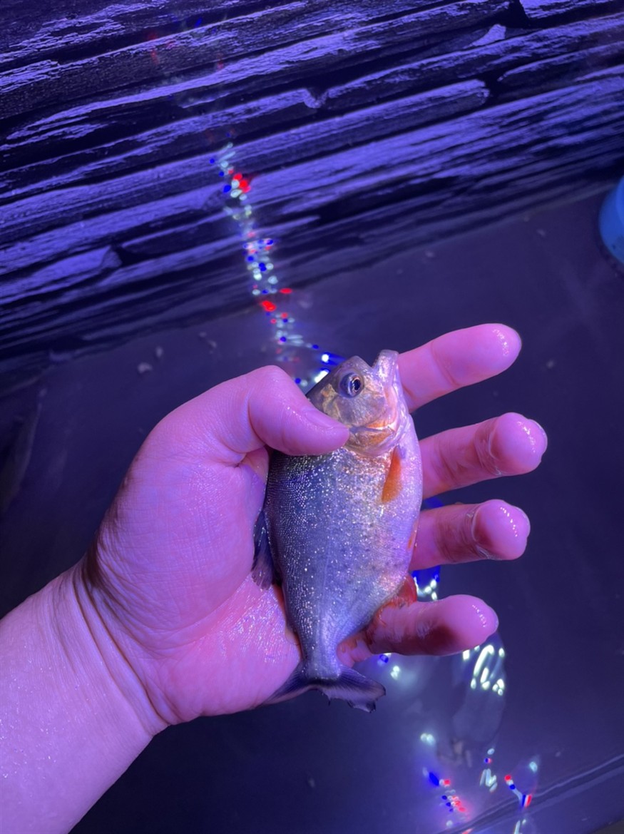 紅腹水虎