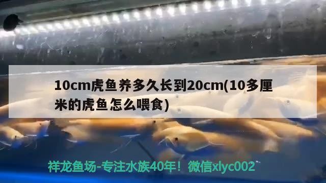 10cm虎魚養多久長到20cm(10多厘米的虎魚怎么喂食)