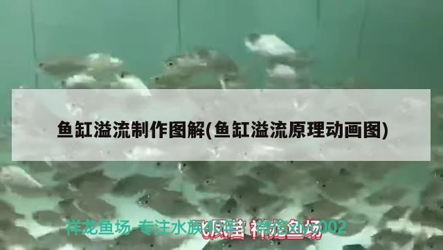 魚缸電源插座放哪里魚缸插幾個插頭，魚缸插幾個插頭的信息別忘了關注祥龍魚場哦，現在開始吧
