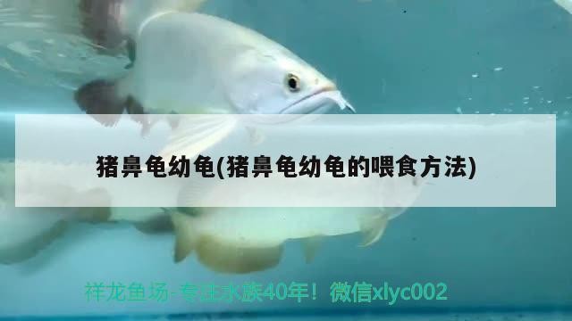 豬鼻龜幼龜(豬鼻龜幼龜的喂食方法)