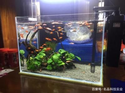 大家都用什么擦魚缸內壁：如何清洗魚缸內壁