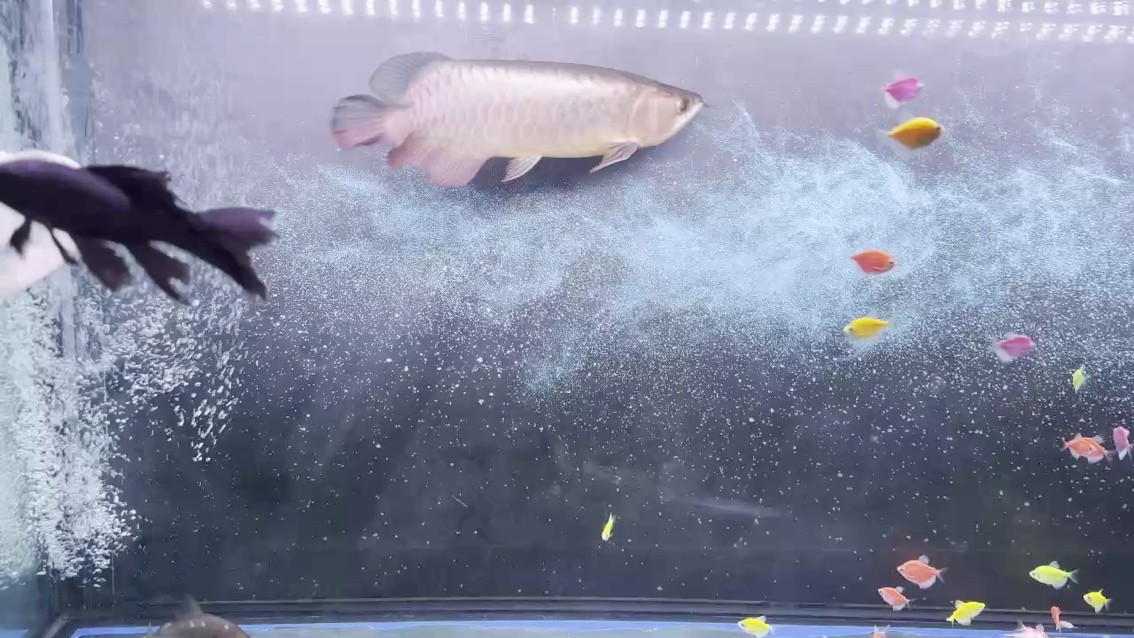 自動模式？