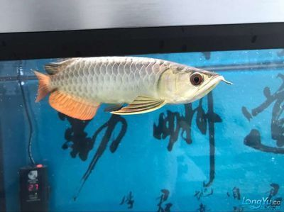 龍魚(yú)到家狀態(tài)不好