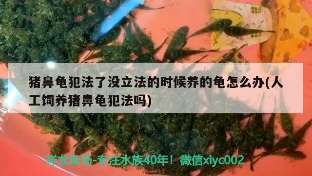 豬鼻龜犯法了沒立法的時候養(yǎng)的龜怎么辦(人工飼養(yǎng)豬鼻龜犯法嗎) 豬鼻龜犯法了沒立法的時候養(yǎng)的龜怎么辦(人工飼養(yǎng)豬鼻龜犯法嗎) 豬鼻龜百科