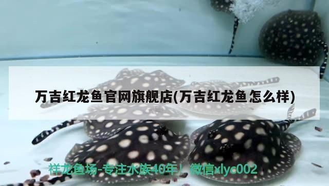 紅龍魚(yú)官網(wǎng)：紅龍魚(yú)市場(chǎng)價(jià)格波動(dòng)，紅龍魚(yú)拍賣價(jià)格記錄查詢服務(wù)