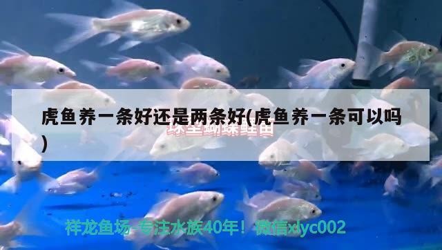 虎魚養一條好還是兩條好(虎魚養一條可以嗎)