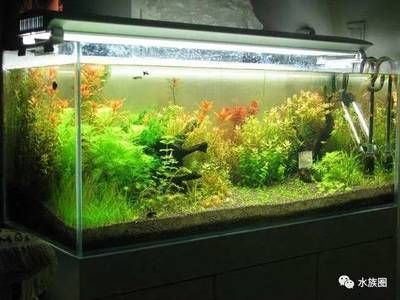 茶葉水可以倒魚缸里嗎：茶葉水可以倒進魚缸里嗎？