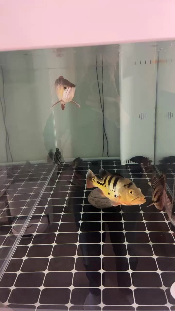 伙伴減少了 伙伴減少了 龍魚論壇 第1張