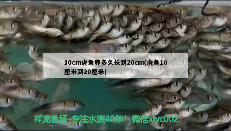 龍魚吃熟蝦仁一次應該給多少？