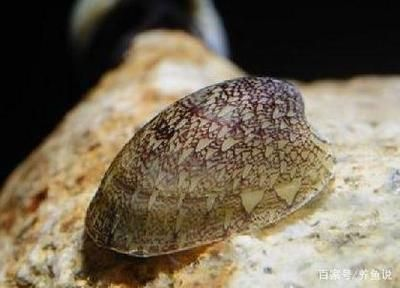 半圓形的魚缸好嗎：半圓形魚缸的優(yōu)點(diǎn)和缺點(diǎn)