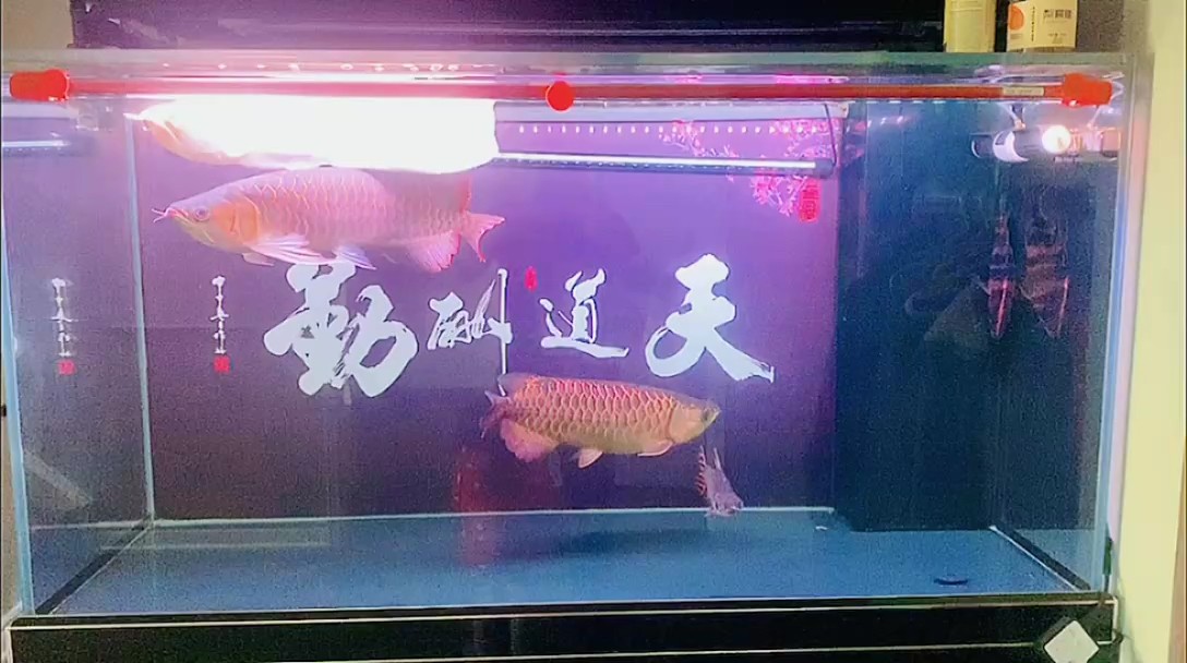 沒有人喜歡孤獨，只是不愿失望