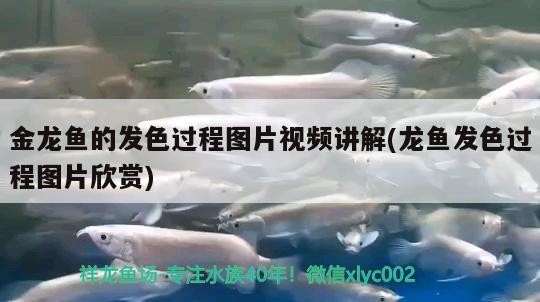 金龍魚的發(fā)色過程圖片視頻講解(龍魚發(fā)色過程圖片欣賞)