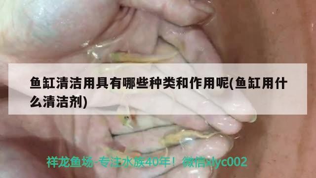 魚缸清潔用具有哪些種類和作用呢(魚缸用什么清潔劑)