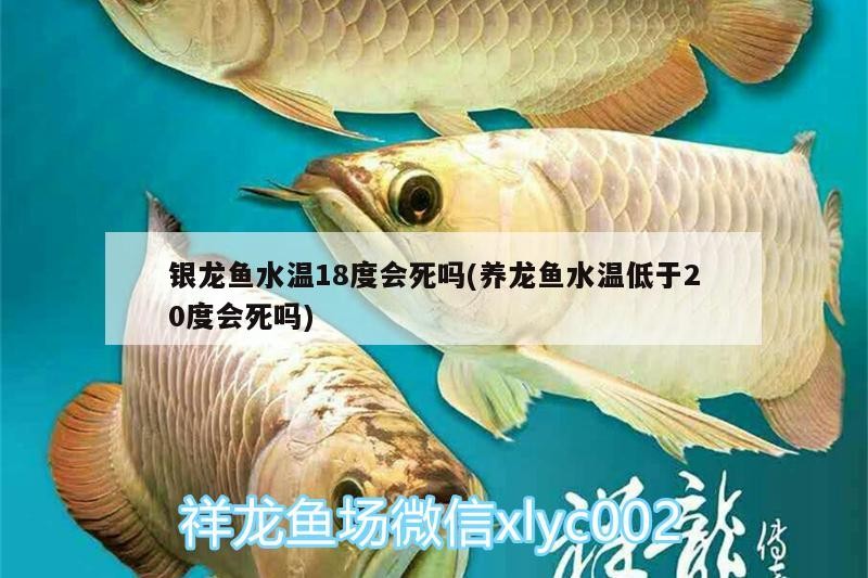 銀龍魚水溫18度會死嗎(養龍魚水溫低于20度會死嗎)