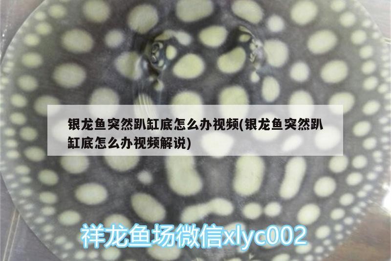 銀龍魚突然趴缸底怎么辦視頻(銀龍魚突然趴缸底怎么辦視頻解說)