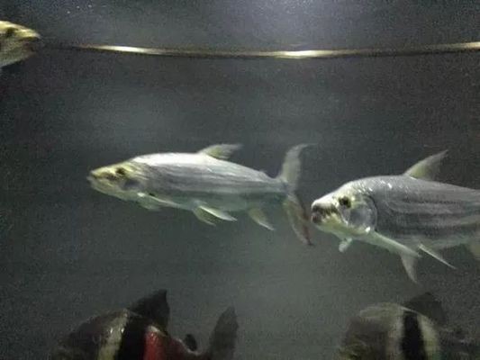 白金猛魚需要多大的魚缸：白金猛魚的飼養方法