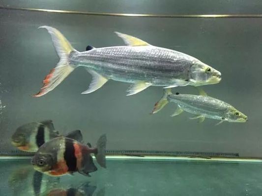 白金猛魚需要多大的魚缸：白金猛魚的飼養方法