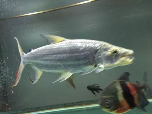 白金猛魚需要多大的魚缸：白金猛魚的飼養(yǎng)方法