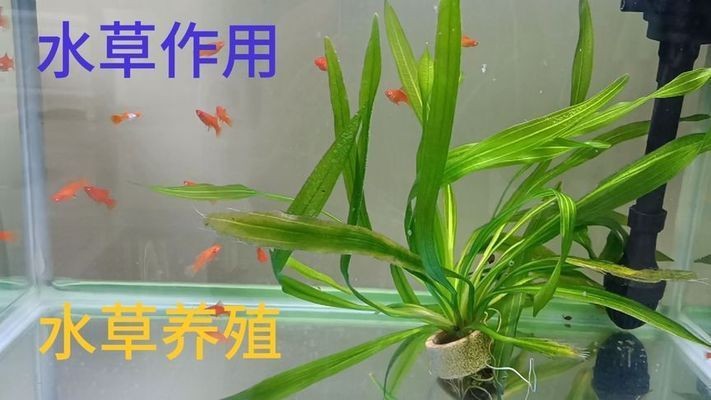 大魚缸可以養什么：大魚缸的日常管理