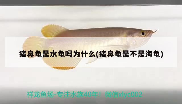 豬鼻龜是水龜嗎為什么(豬鼻龜是不是海龜)