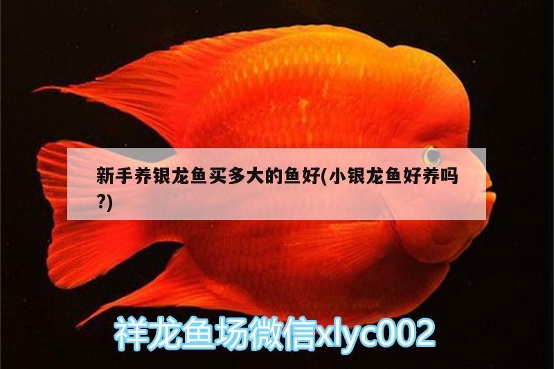 新手養銀龍魚買多大的魚好(小銀龍魚好養嗎?)