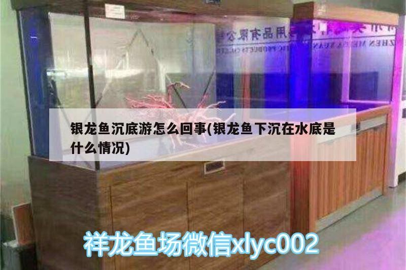 銀龍魚沉底游怎么回事(銀龍魚下沉在水底是什么情況)
