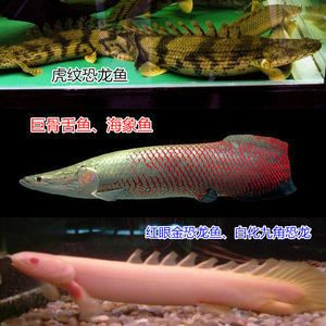 成年紅龍魚賣出什么價格：成年紅龍魚價格受多種因素影響