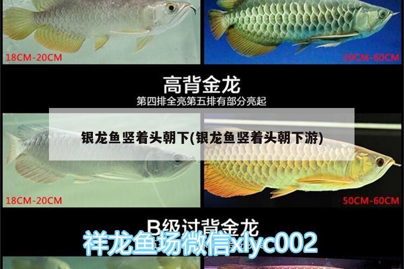 銀龍魚豎著頭朝下(銀龍魚豎著頭朝下游)