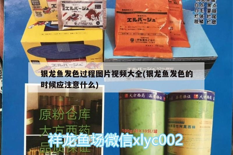 銀龍魚(yú)發(fā)色過(guò)程圖片視頻大全(銀龍魚(yú)發(fā)色的時(shí)候應(yīng)注意什么)