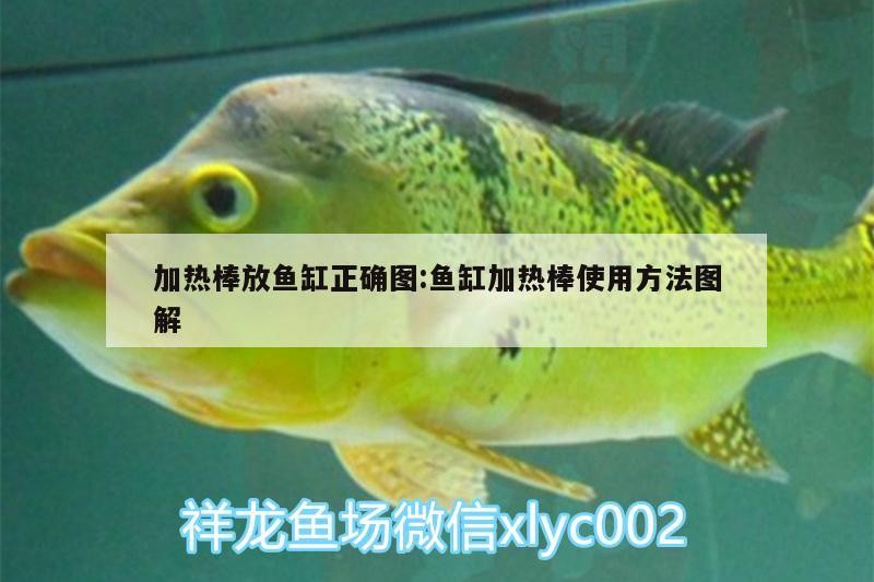 加熱棒放魚缸正確圖:魚缸加熱棒使用方法圖解