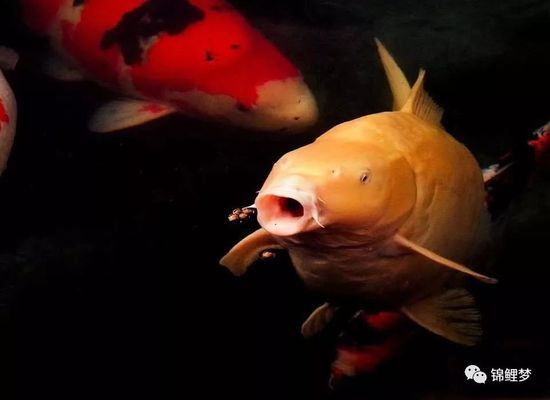 海勃灣區(qū)金龍灣水族館（海勃灣區(qū)金龍灣水族館電話）