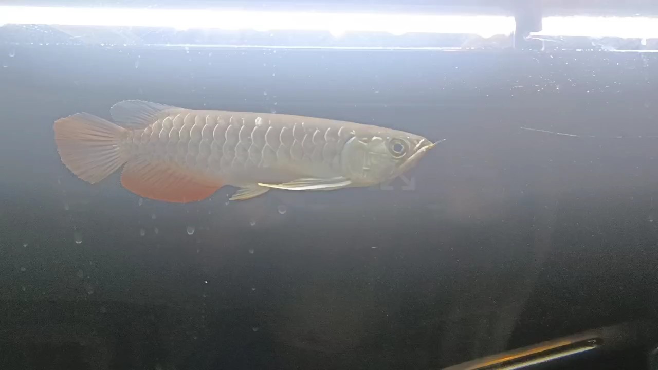 轉入黑缸后