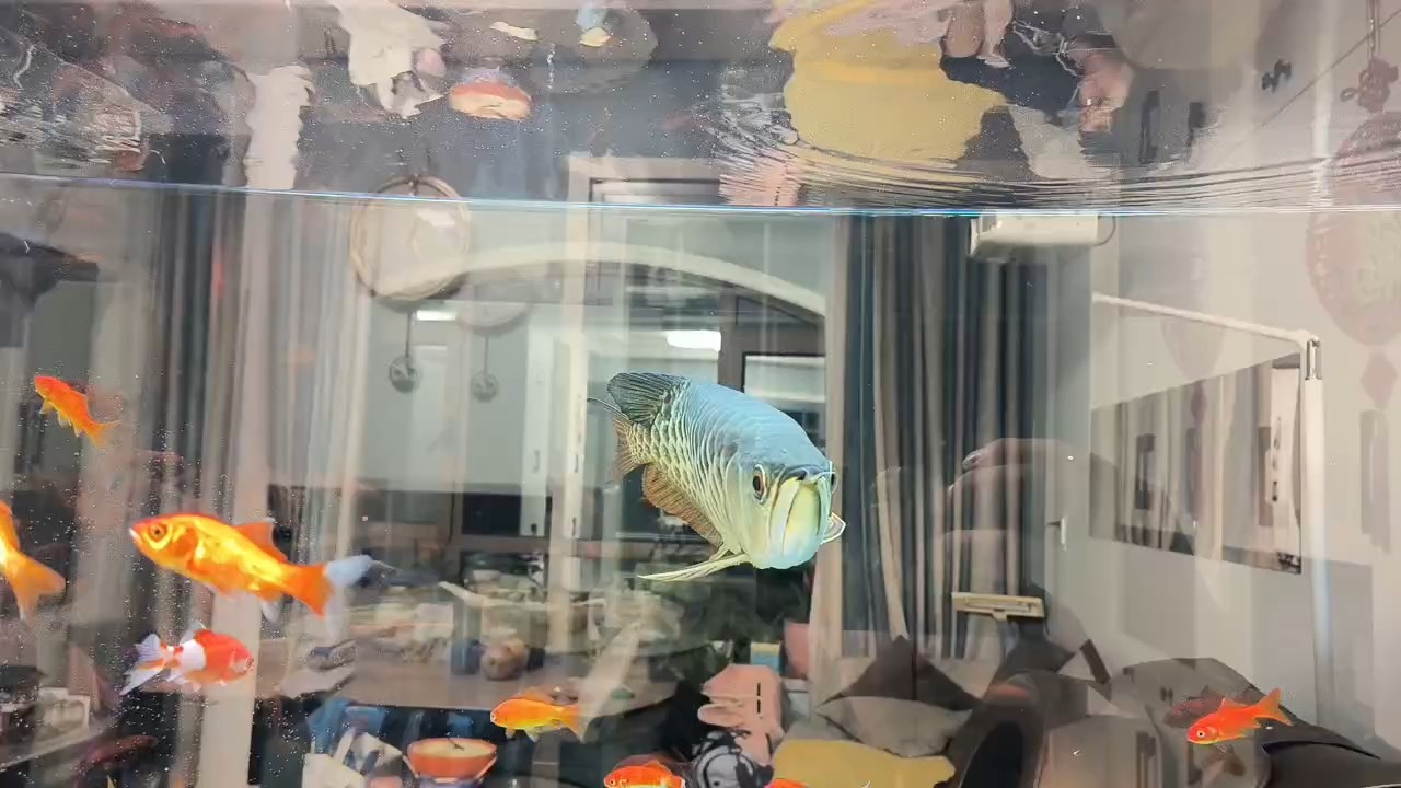 金龍還可以嗎？