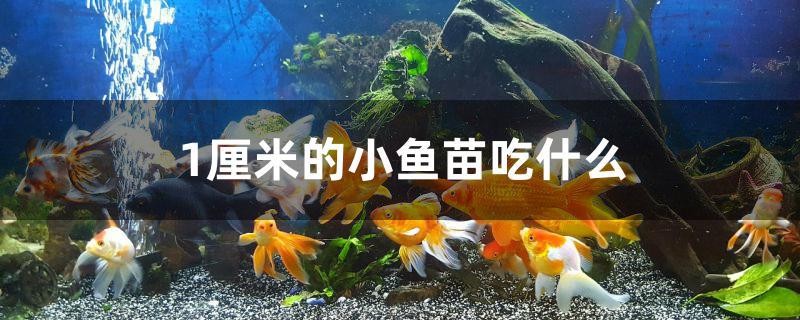 1厘米的小魚苗吃什么