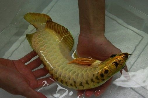 金龍魚吃活魚還是死魚好_