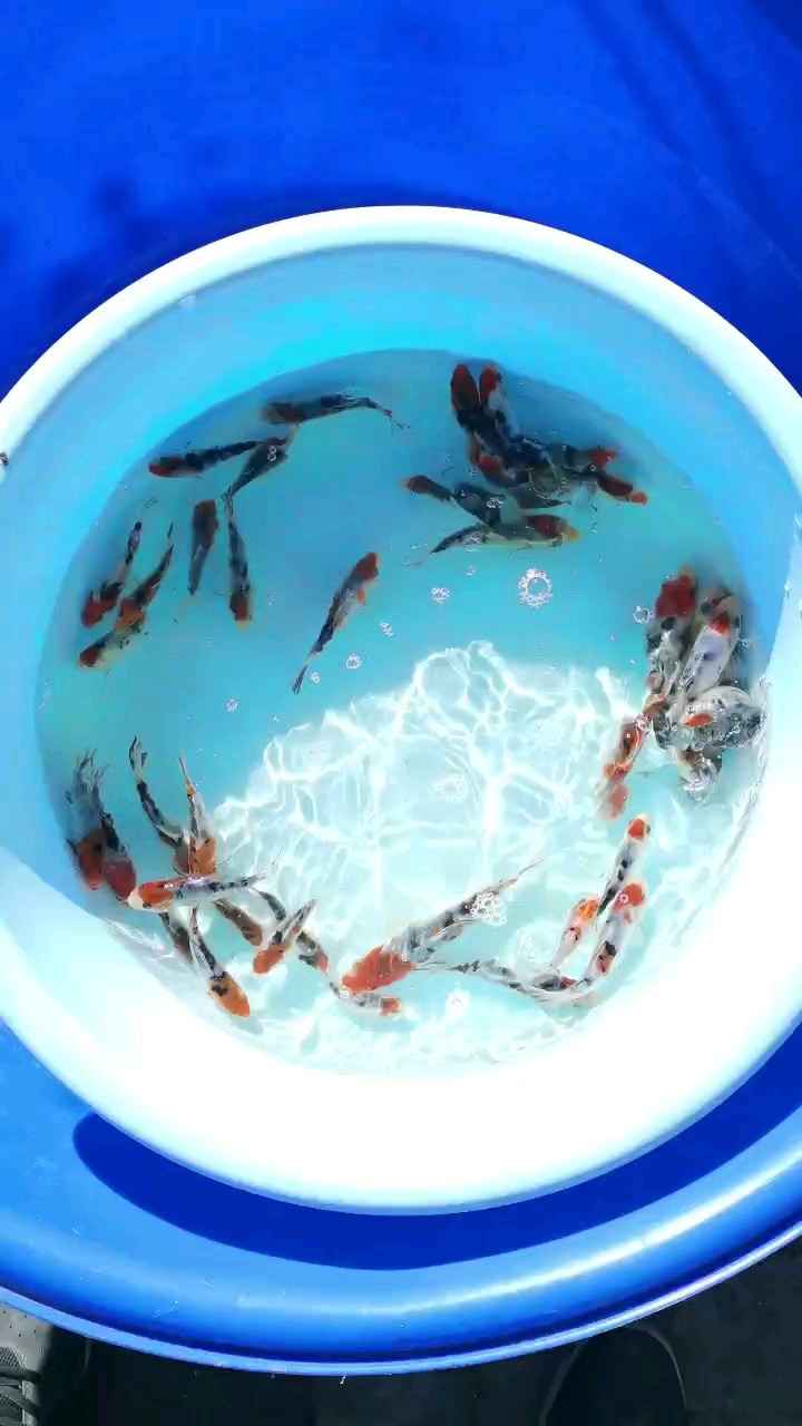 大正