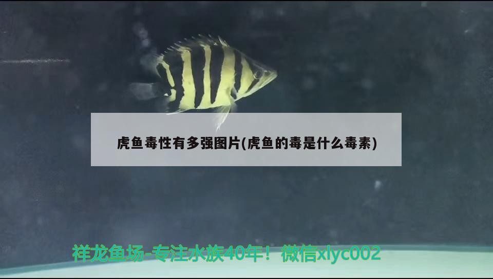 虎魚毒性有多強圖片(虎魚的毒是什么毒素)