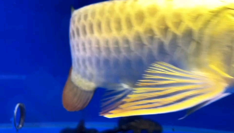 值得入手嗎？