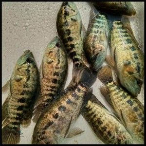 翹嘴紅龍魚苗批發：翹嘴紅龍魚苗批發價格 翹嘴紅龍魚苗批發：翹嘴紅龍魚苗批發價格 紅龍魚百科 第4張