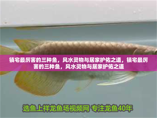 客廳最忌三種魚 客廳最忌三種魚 龍魚百科 第4張