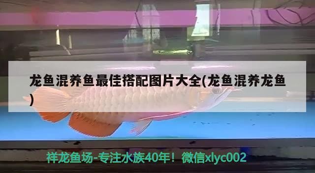龍魚混養(yǎng)魚最佳搭配圖片大全(龍魚混養(yǎng)龍魚) 龍魚混養(yǎng)魚最佳搭配圖片大全(龍魚混養(yǎng)龍魚) 森森魚缸