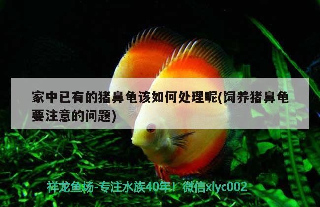 家中已有的豬鼻龜該如何處理呢(飼養豬鼻龜要注意的問題)
