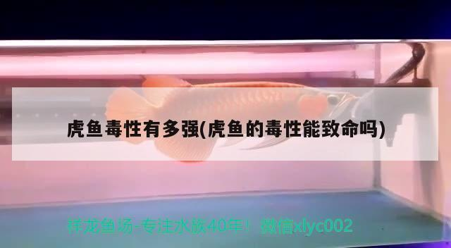 虎魚毒性有多強(虎魚的毒性能致命嗎)