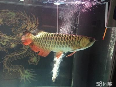 紅龍魚與金龍魚哪個(gè)好養(yǎng)一點(diǎn)：紅龍魚與金龍魚價(jià)格對(duì)比，新手養(yǎng)魚入門指南