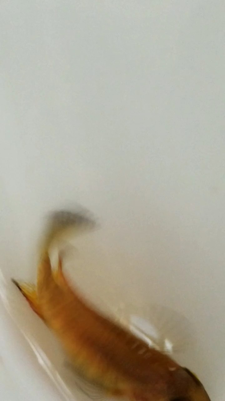 N屬改良種